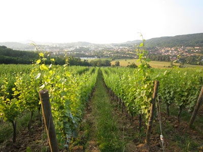 Domaine Pignier