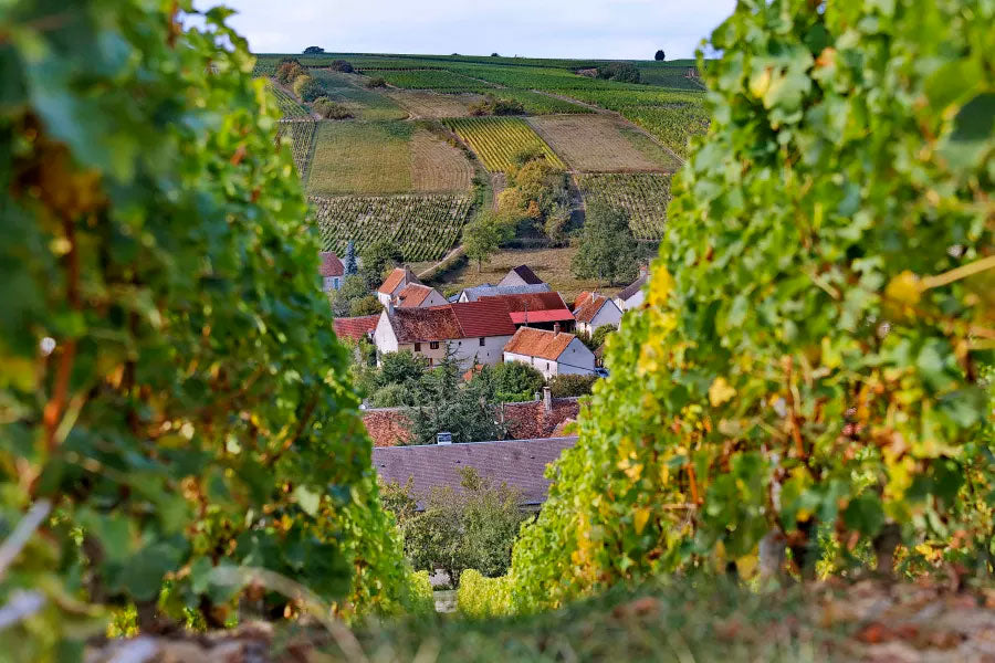 Domaine Regis Jouan