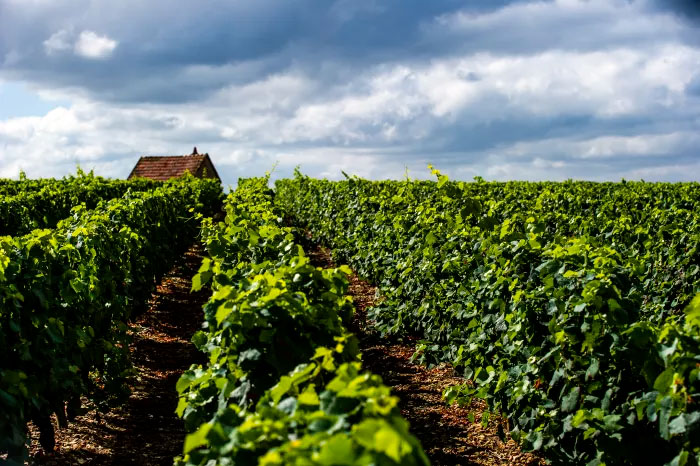Domaine Regis Jouan