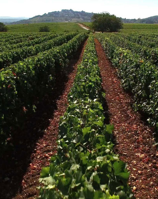 Domaine Reverdy Ducroux