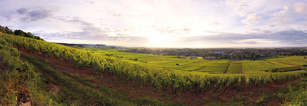 Domaine Roche de Bellene