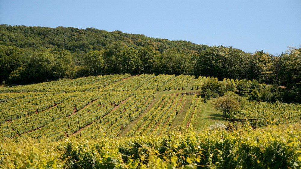Domaine Rolet Pere et Fils
