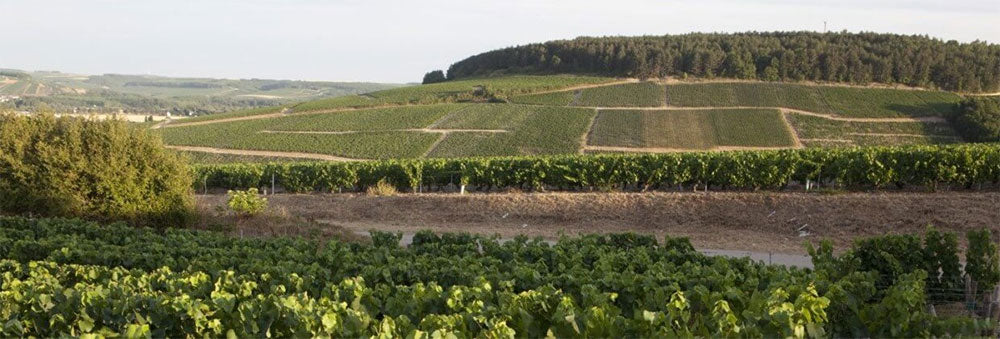 Domaine Samuel Billaud