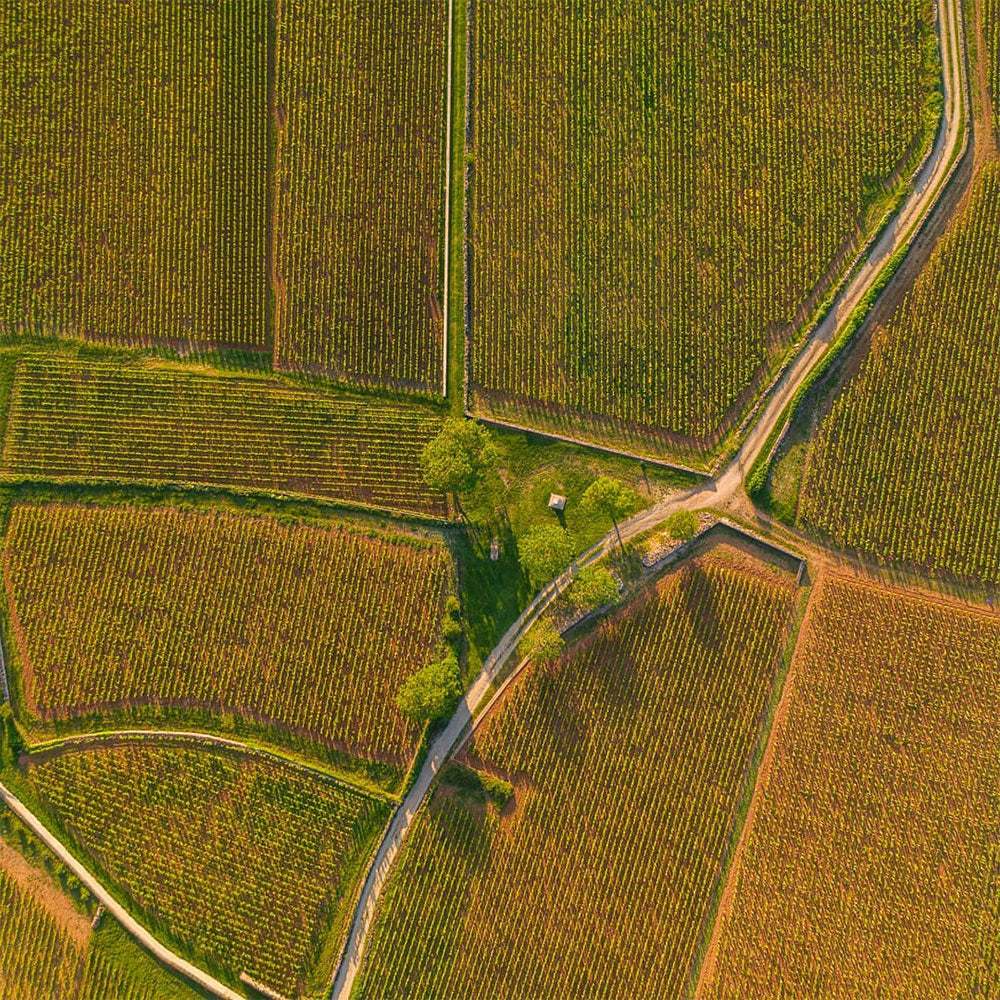 Domaine Vincent Bouzereau