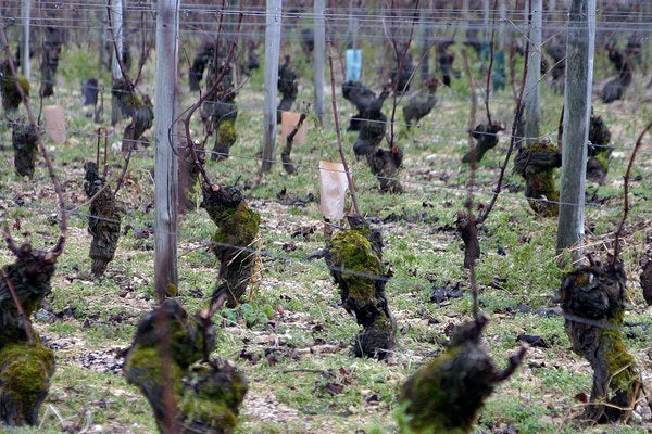 Domaine Vincent Pinard