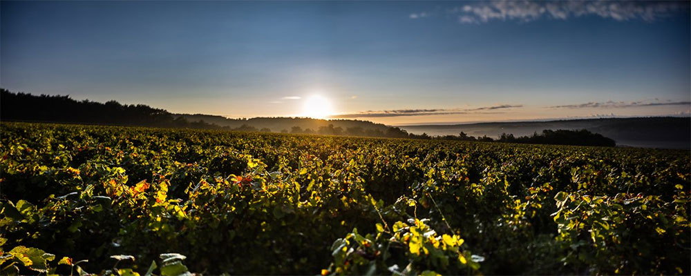 Domaine Vouette et Sorbée