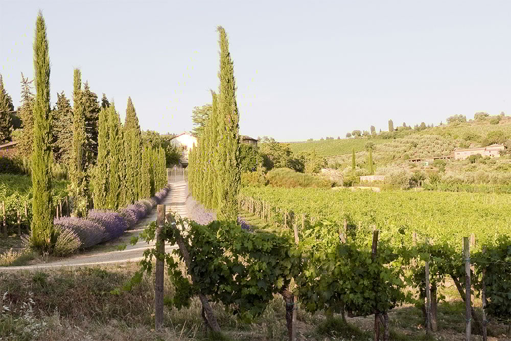 Domini Castellare di Castellina