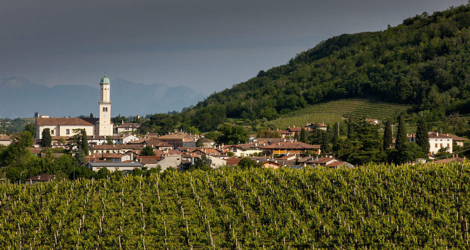 Drius Winery