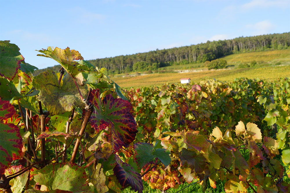 Drouhin Laroze