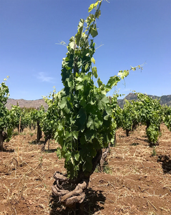 Eduardo Torres Acosta