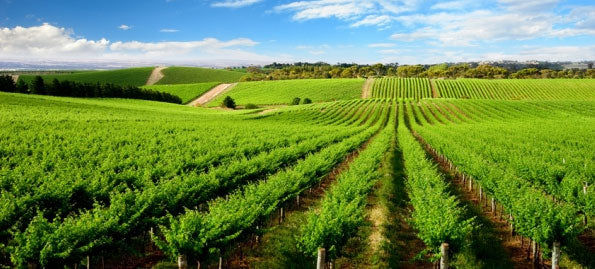 Eric Bunel Champagne