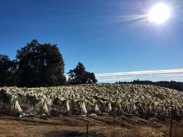 Failla Wines