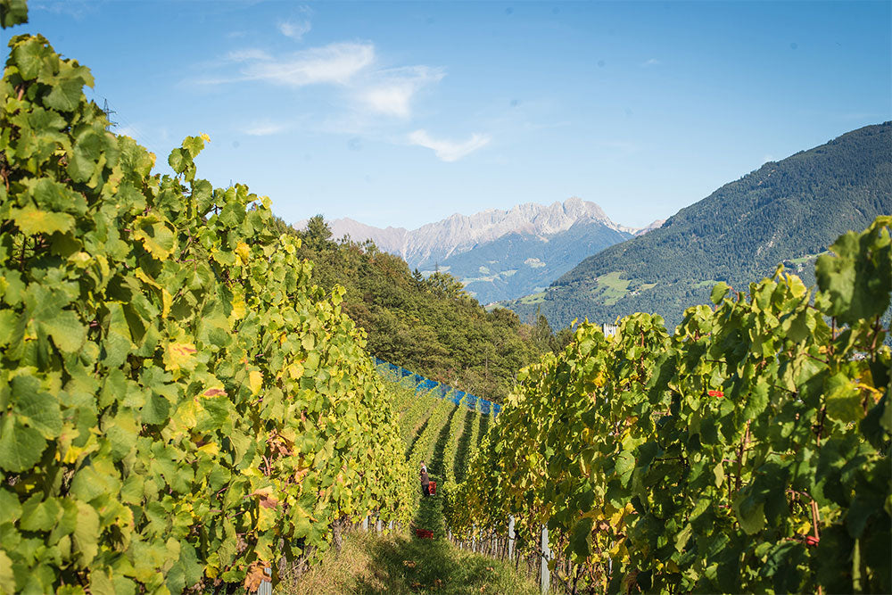 Falkenstein (Franz Pratzner)