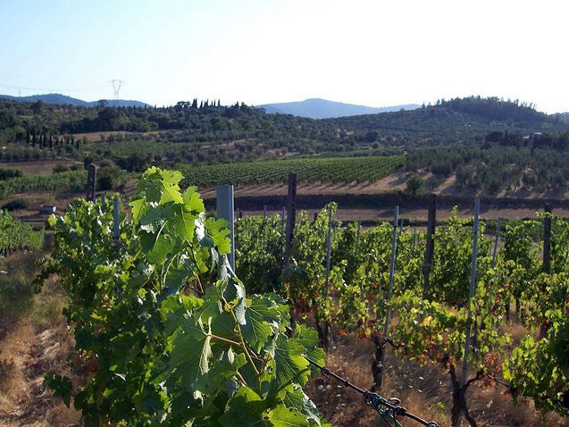 Fattoria Ambra