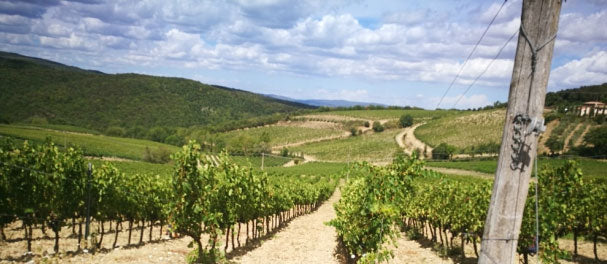 Fattoria del Pino