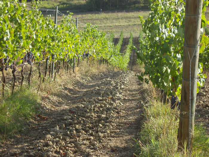 Fattoria di Piazzano