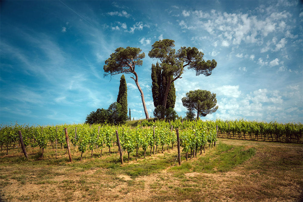 Fattoria di Valiano (Tenute Piccini)
