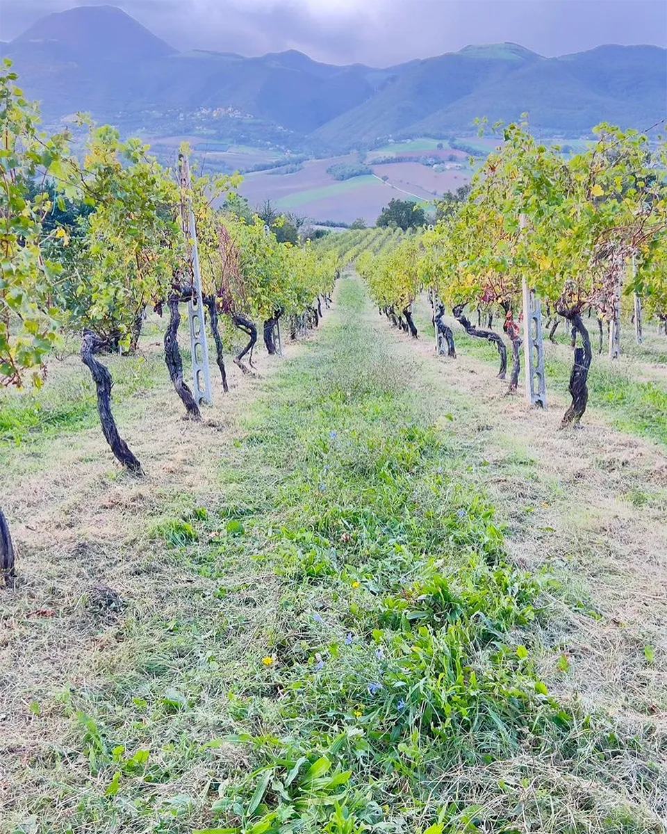 Fattoria Nannì