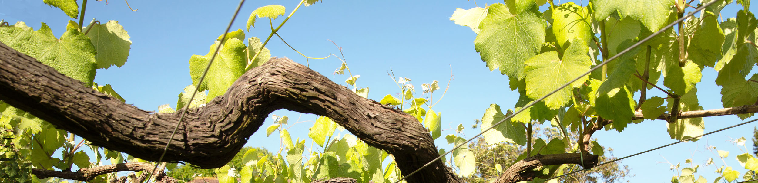 Fento Wines
