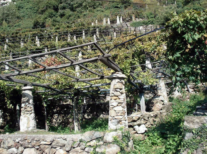 Ferrando
