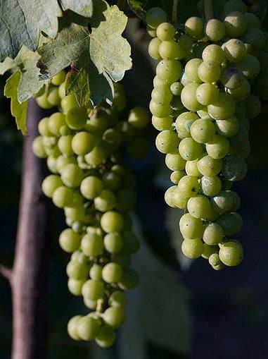 Fiano 1