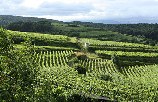Fio Wines