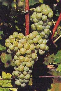 Friulano/Sauvignon Vert 1