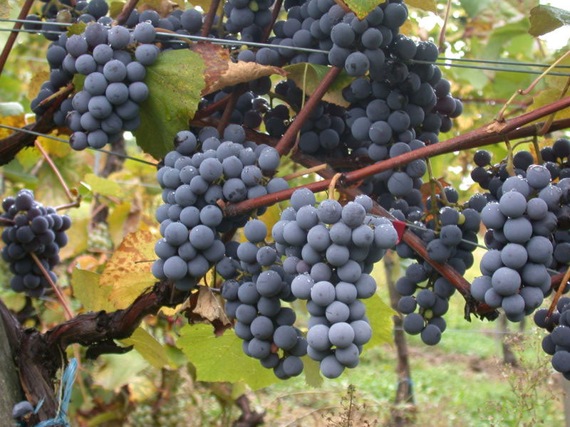 Gamay 1