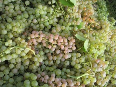 Garganega 1