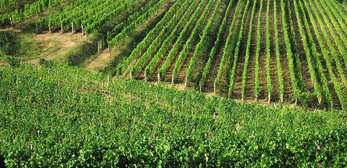 Gravner