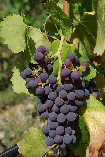 Grenache 1
