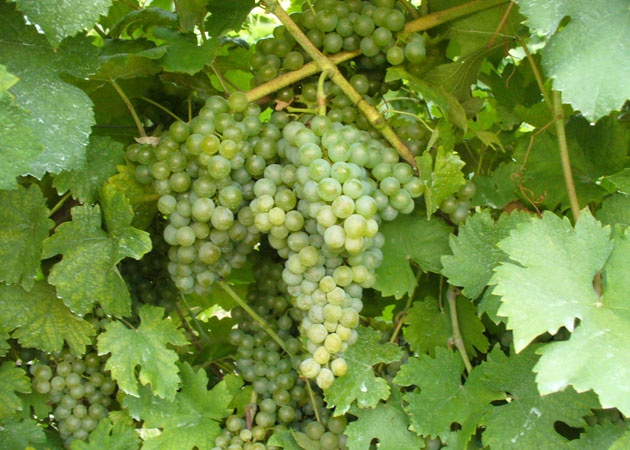 Gruner Veltliner 1
