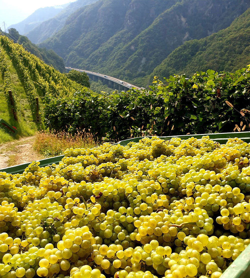 Weingut Tenuta Gumphof