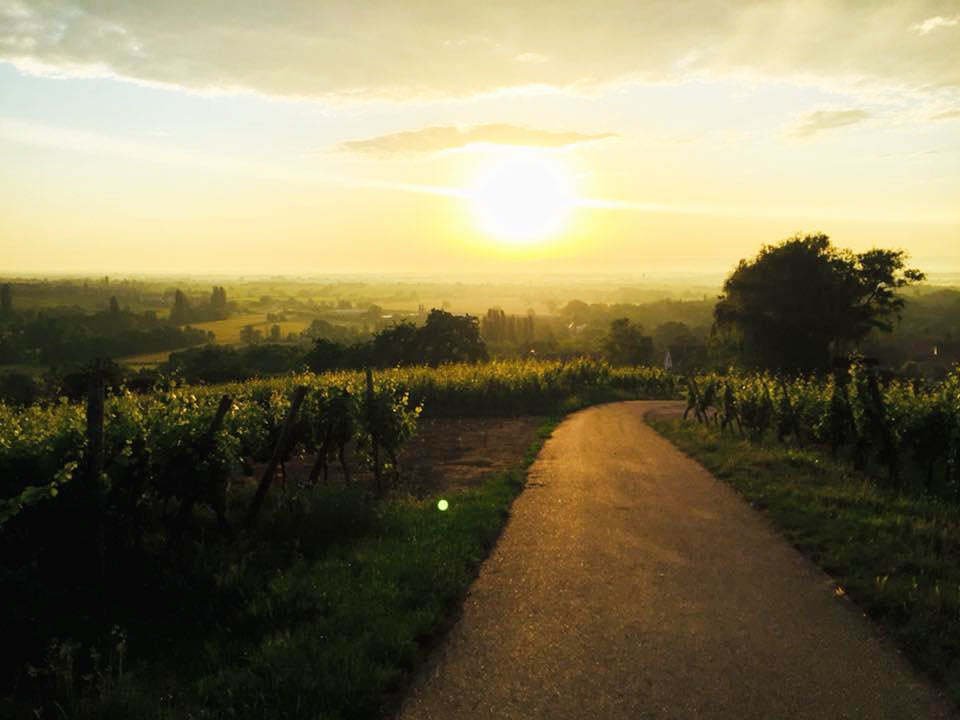 Guy Wach - Domaine des Marronniers