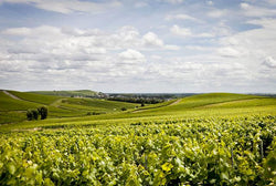 Heidsieck & Co Monopol