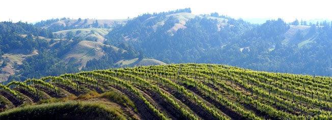 Hirsch Vineyards