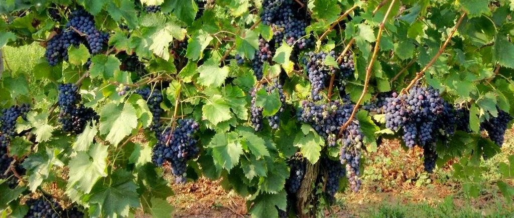 I Piccoli Vignaioli
