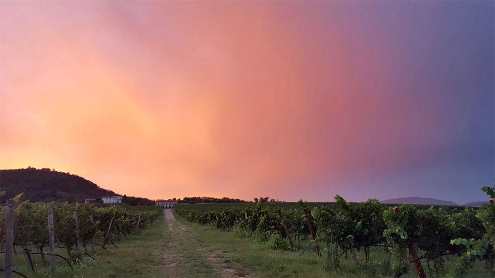 Il Filo delle Vigne