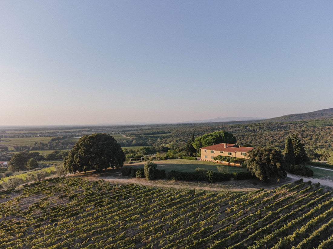 Grattamacco: vom ikonischen Superiore bis zum eleganten Vermentino