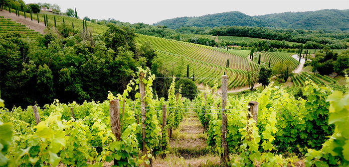 Jermann (Antinori)