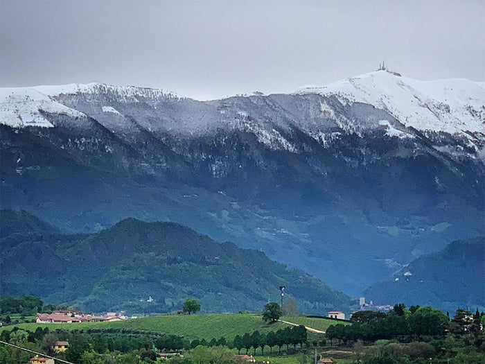 L'Antica Quercia