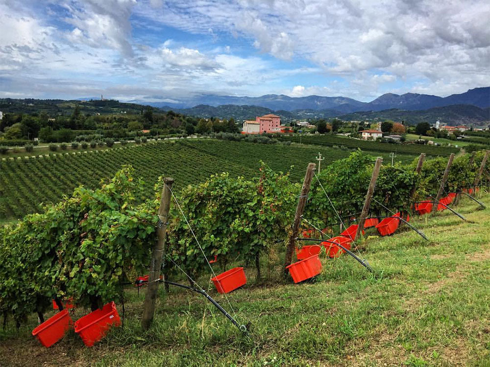 L'Antica Quercia