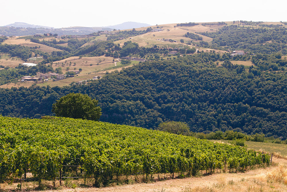La Collina dei Ciliegi