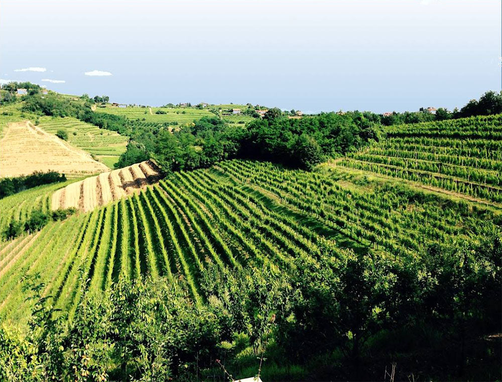 La Giostra del Vino