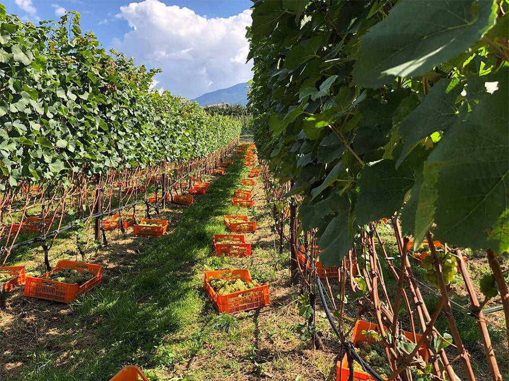 La Grazia Azienda Agricola