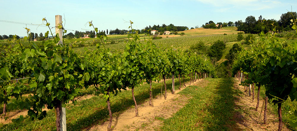 La Mancina