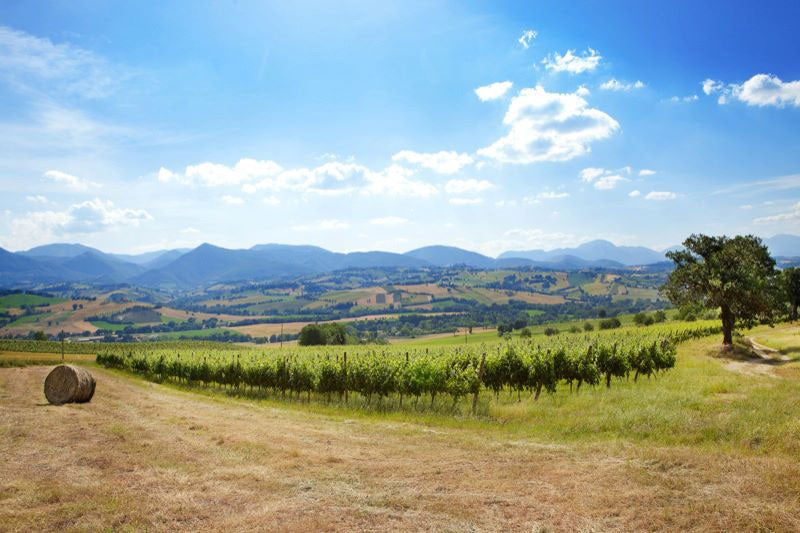 La Monacesca
