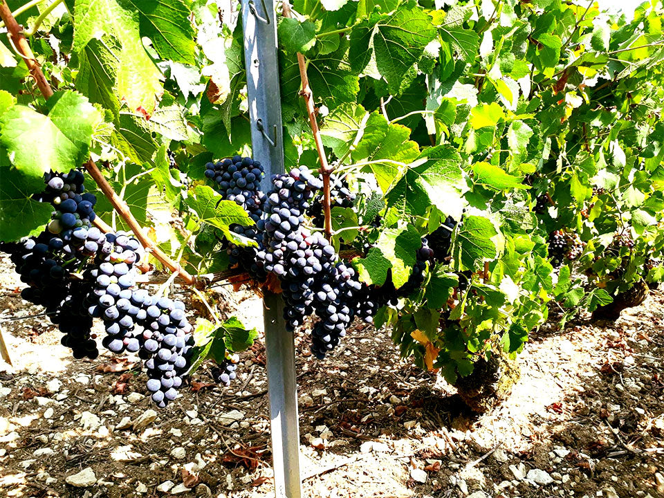 Lacroix Triaulaire