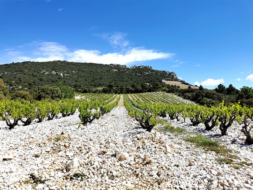 Le Clos des Cazaux