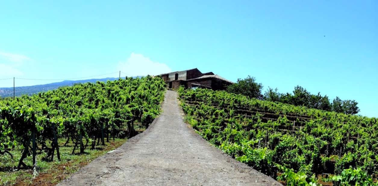 Le Vigne di Eli